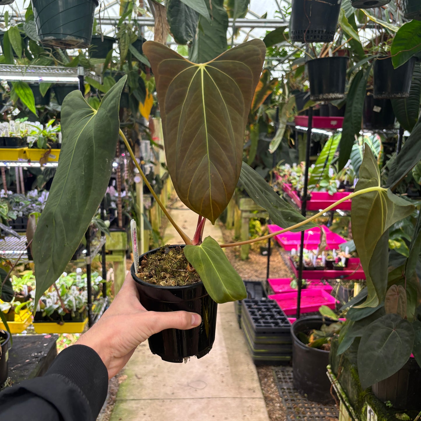 [W183] Anthurium BVEP x BVEP port L