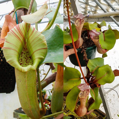 Nepenthes (truncata x veitchii)-yellow x clipeata (U), CAR-0533