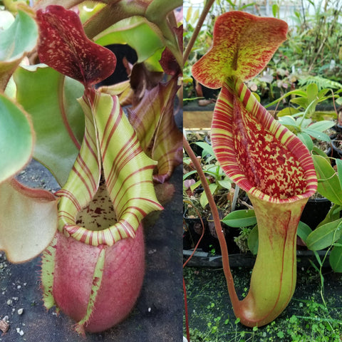 Nepenthes veitchii ('Murud' x 'Candy') x (lowii x truncata 'Giant'), CAR-1149