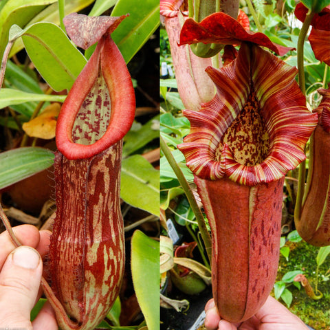 Nepenthes 'Splendid Diana' x {''Song of Melancholy'' x [(lowii x veitchii) x boschiana]}, CAR-0653