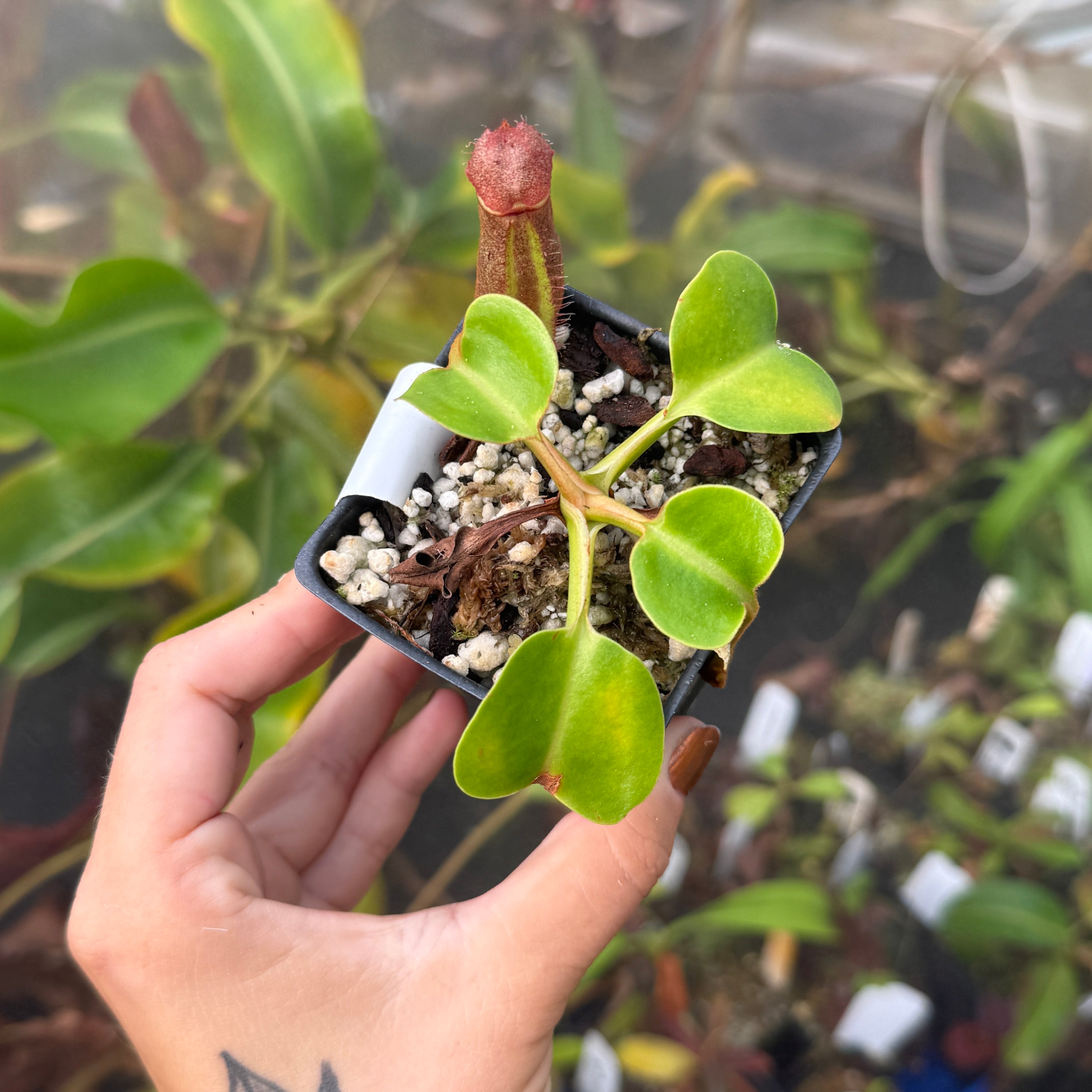 Nepenthes robcantleyi, BE-3517 – Carnivero