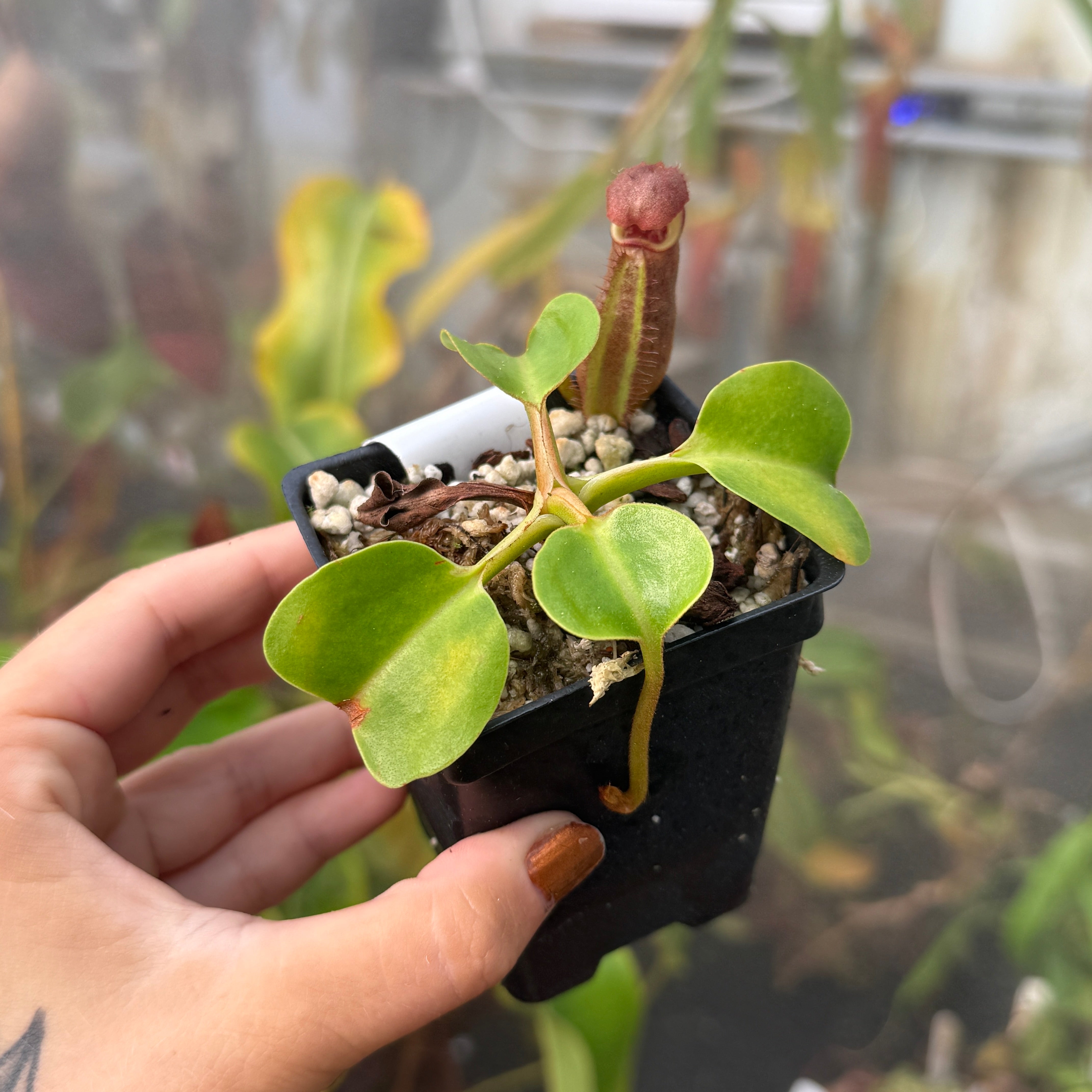 モンコレ　ロゼリア Nepenthes robcantleyi, BE-3517 – Carnivero