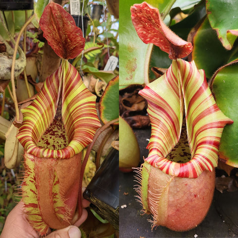 Nepenthes (veitchii 'Big Mama' x allardii striped) #3 x veitchii 'Candy Dreams', CAR-1323