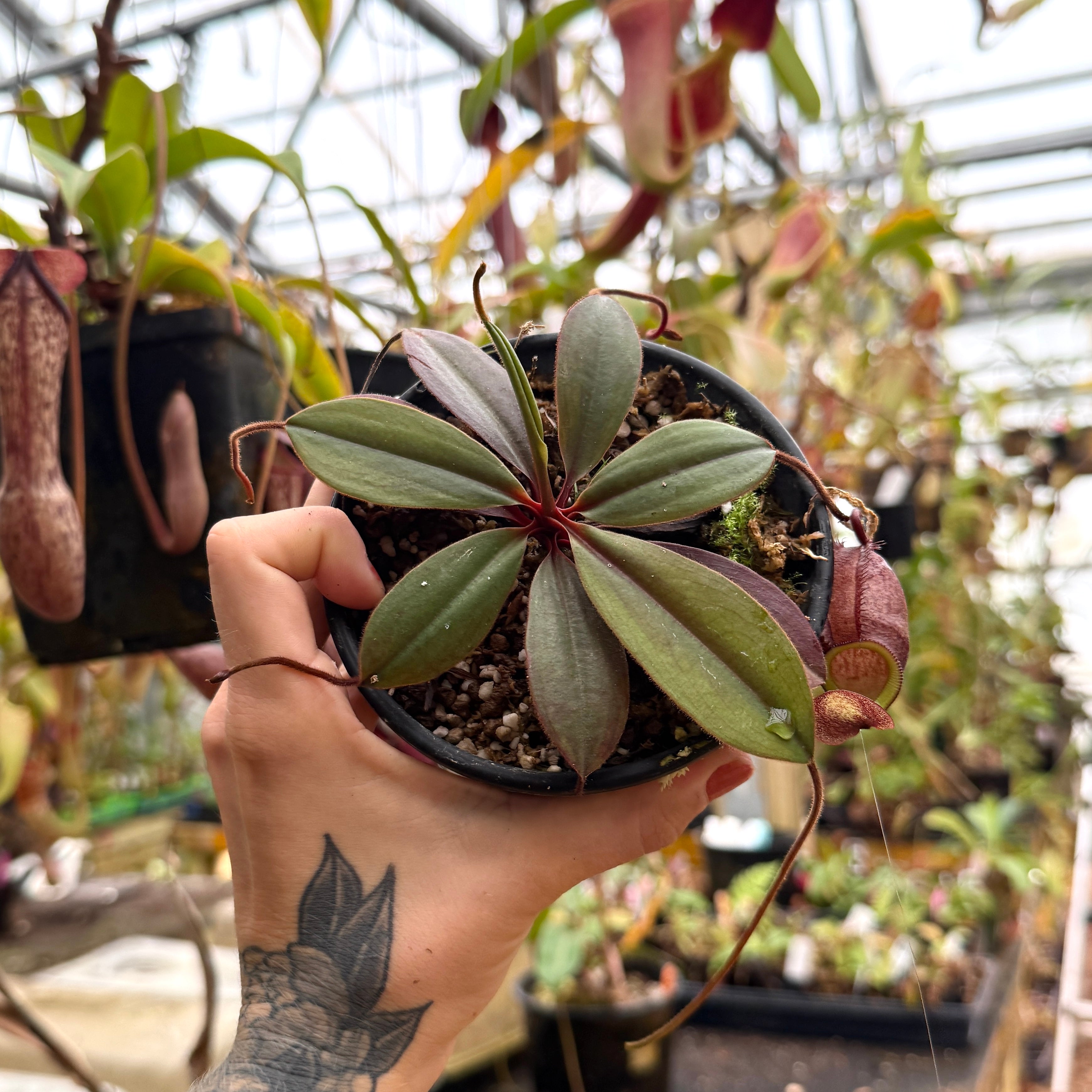 Nepenthes palawanensis, BE-3651 – Carnivero