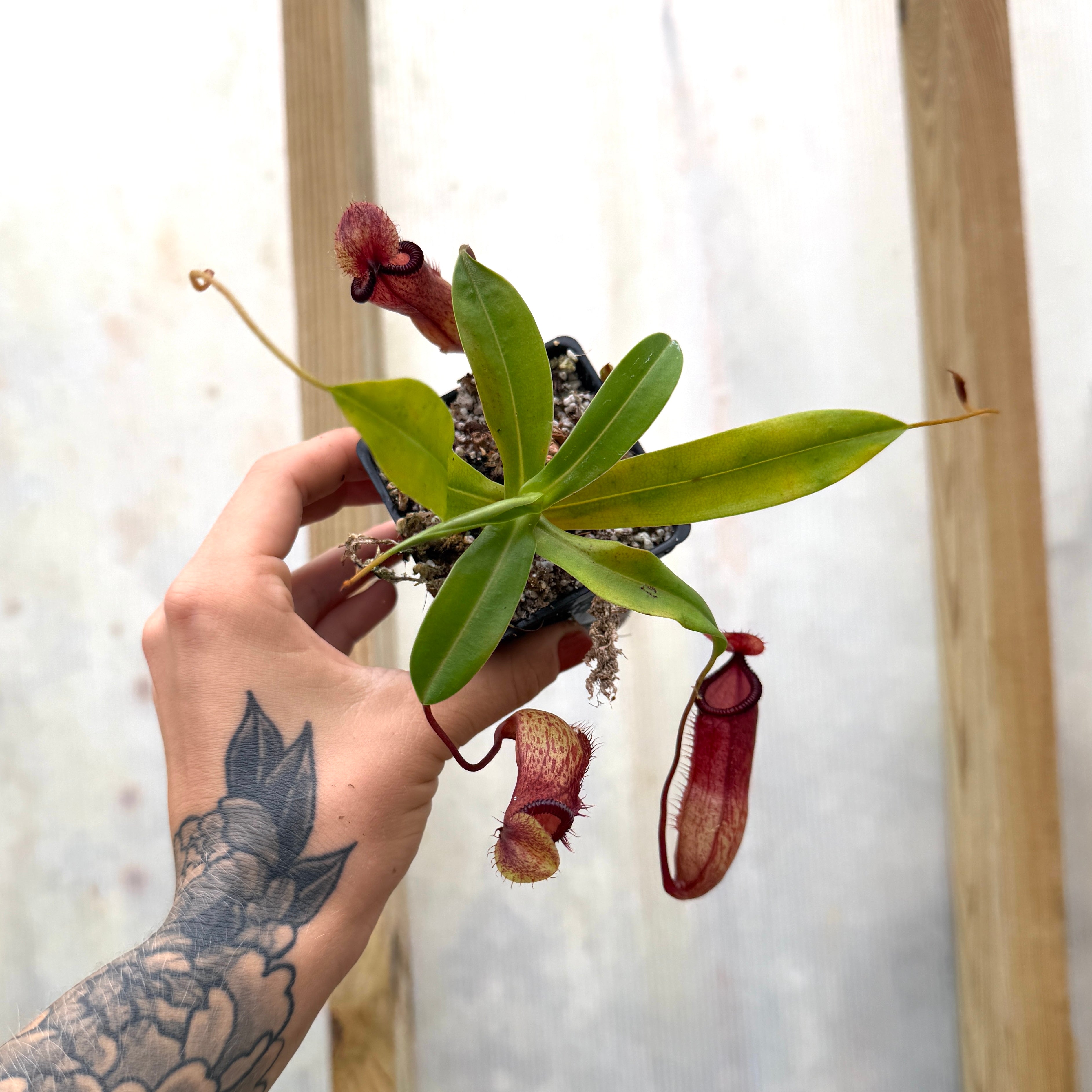 Nepenthes ventricosa x hamata, BE-3672 – Carnivero