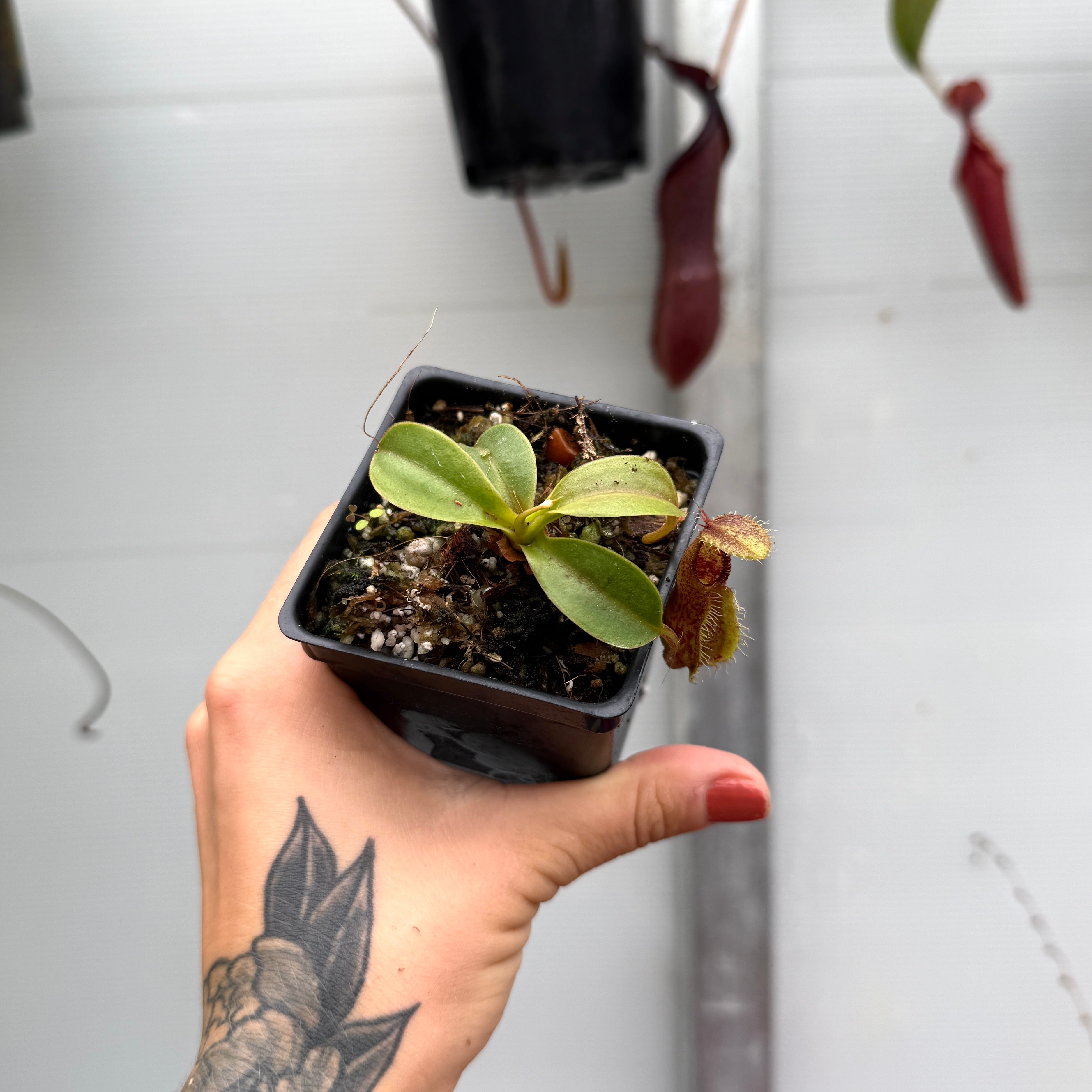 【超希少 メンテ済】L.PATENOTTE Lutheir マンドセロ 12弦 Nepenthes hamata x robcantleyi, BE-3755 – Carnivero