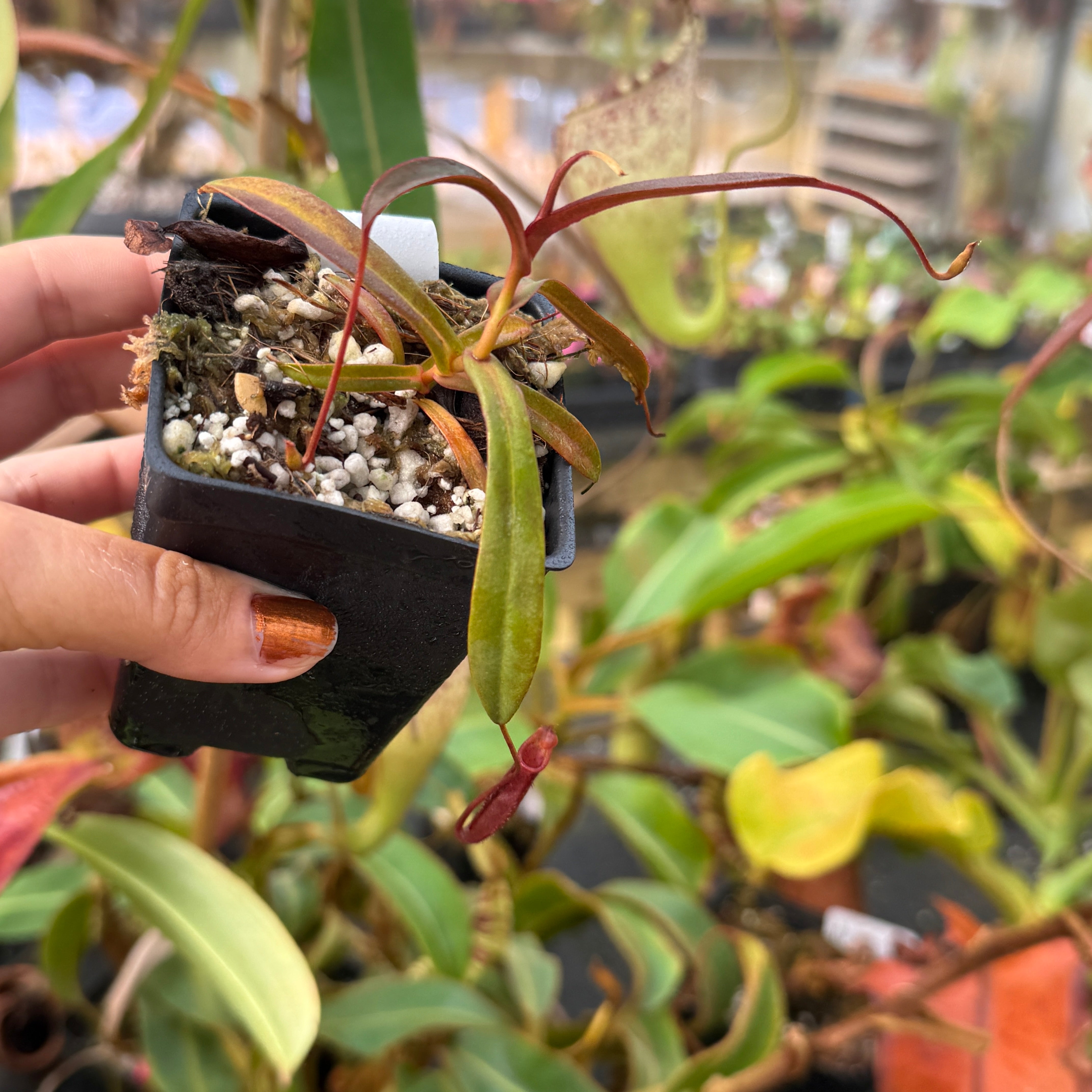 Nepenthes densiflora BE-3837 – Carnivero