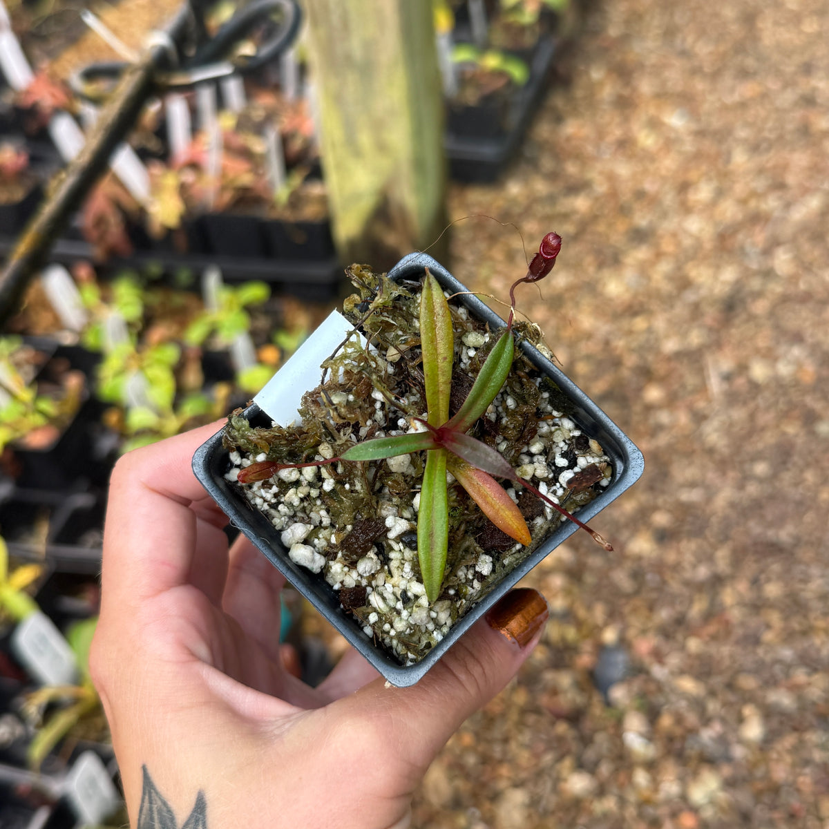 Nepenthes densiflora BE-3837