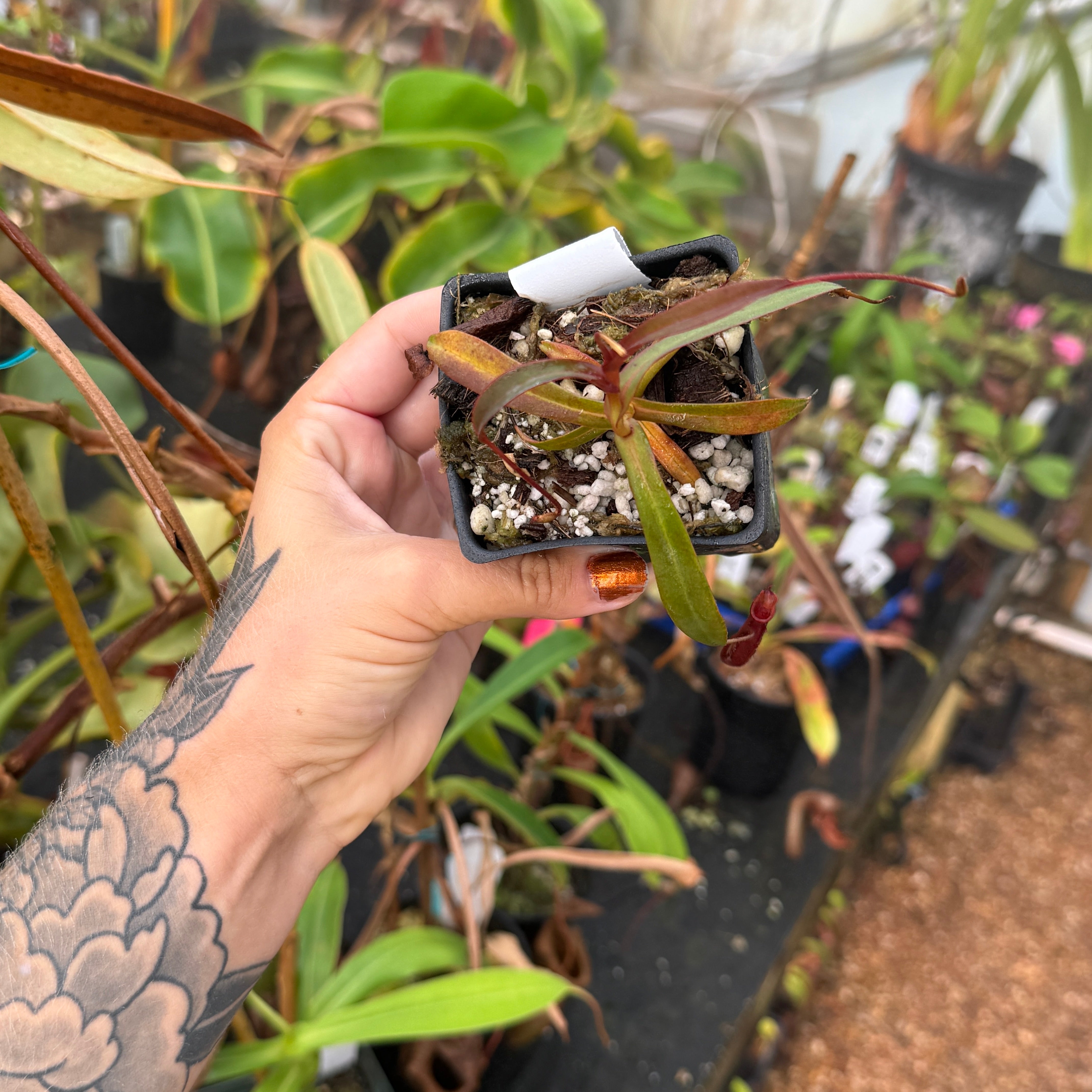Nepenthes densiflora BE-3837 – Carnivero