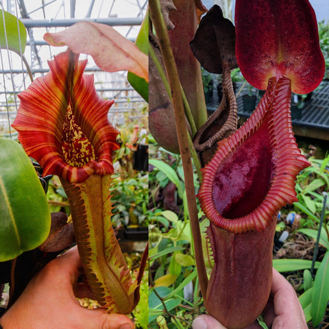Split image of Nepenthes Song of Melancholy x truncata x Trusmadiensis showing a striped red pitcher on the left and a large red ribbed pitcher on the right.
