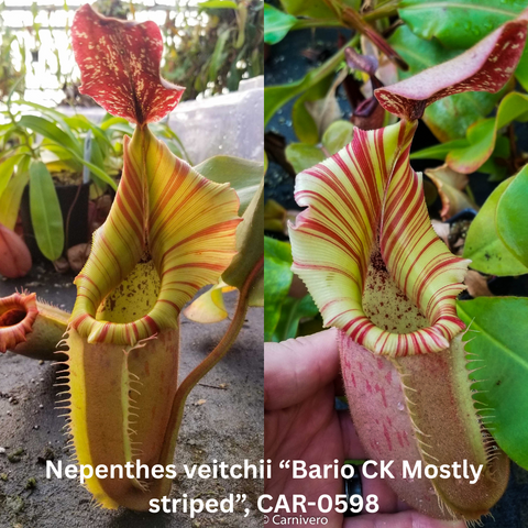 Two views of Nepenthes veitchii Bario CK Mostly striped seed pod plant with pale green and red striped pitchers