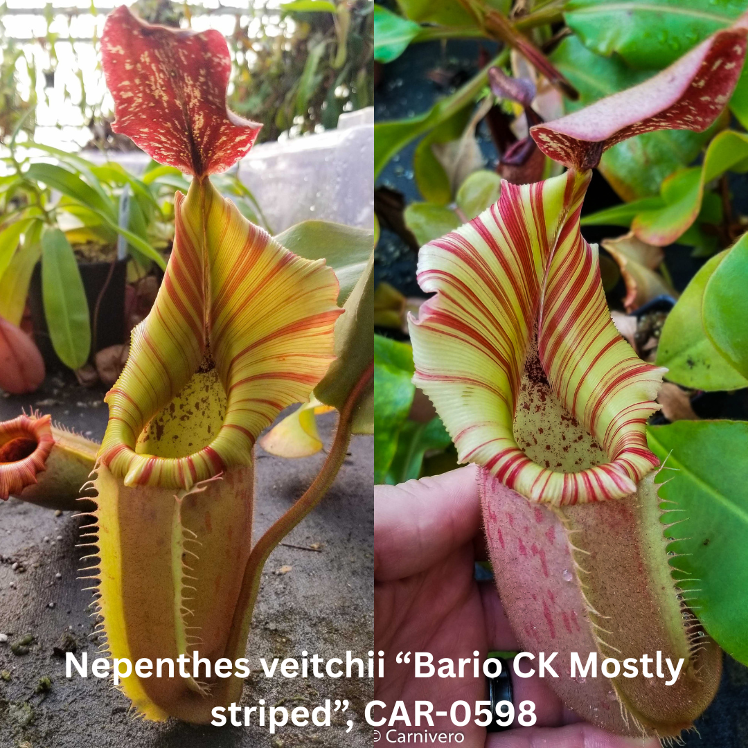 Nepenthes veitchii 'Bario CK Mostly striped' - SEED POD