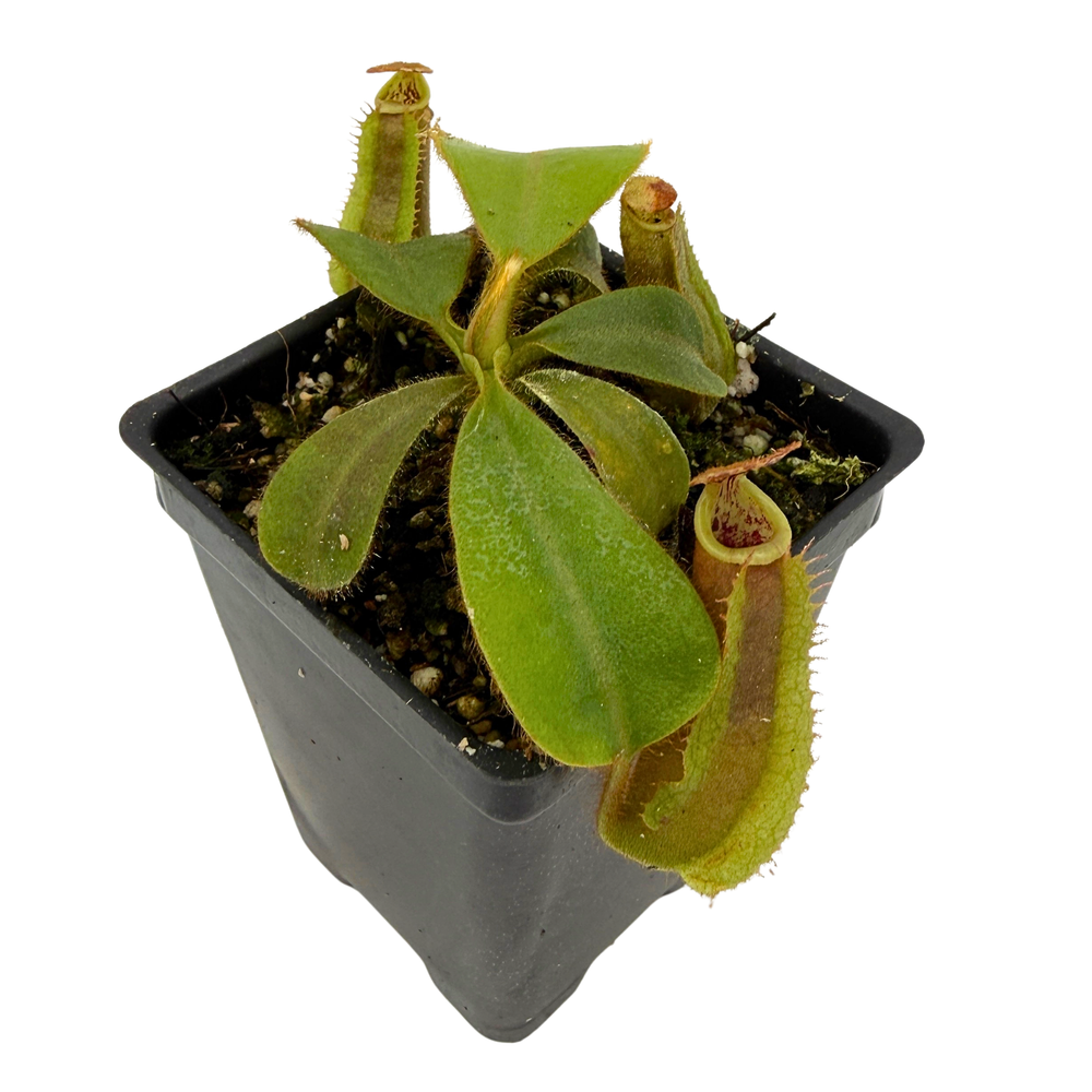 Nepenthes veitchii Collection – Carnivero