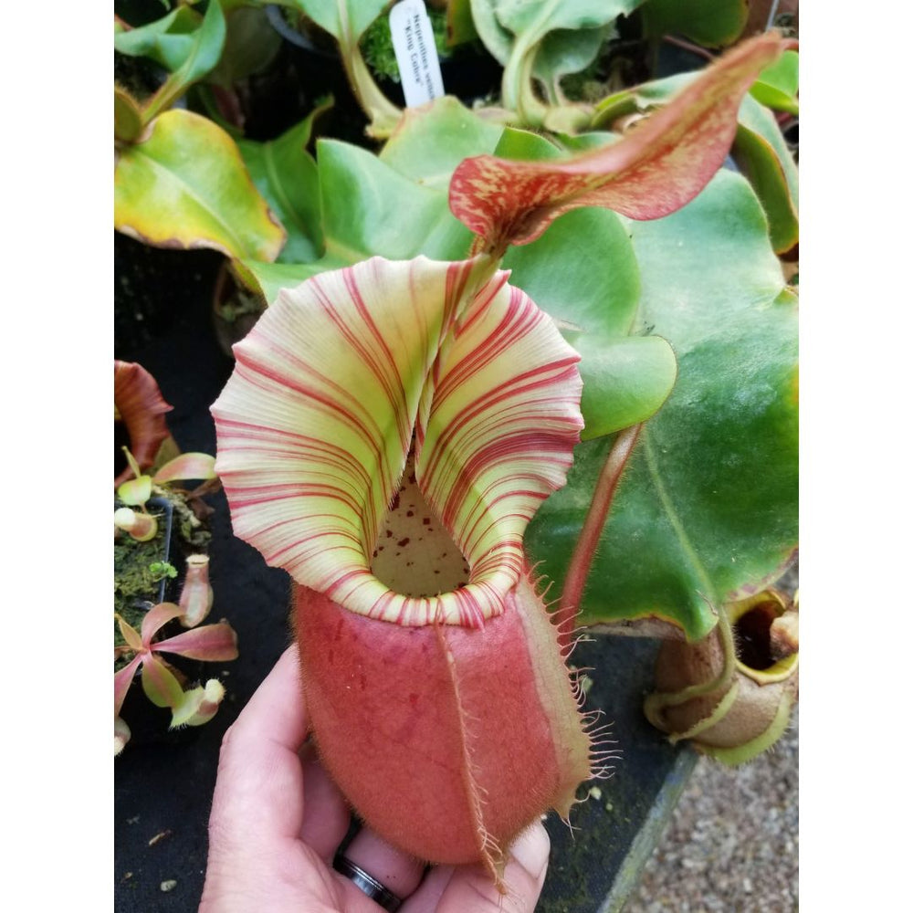 
                      
                        Nepenthes veitchii Hybrid
                      
                    
