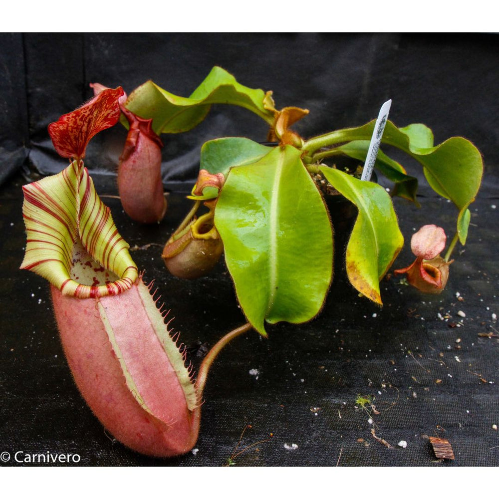 
                      
                        Nepenthes veitchii Hybrid
                      
                    