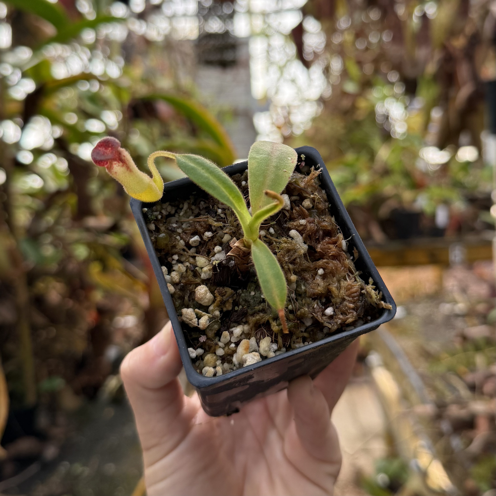 標本 Ecuador Sphaenognathus kolbei 34mm Nepenthes klossii, BE-4014 – Carnivero