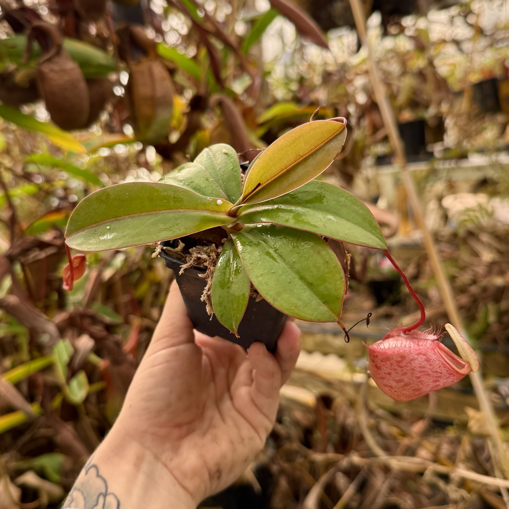 Nepenthes sibuyanensis x merrilliana, BE-4026 – Carnivero