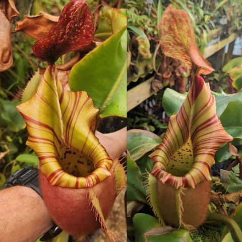 Pair of Nepenthes veitchii pitchers with yellow cream bodies and red stripes in a small pot.