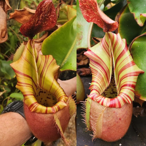 Collage showing striped Nepenthes veitchii pitchers with cream and red bands on a green plant