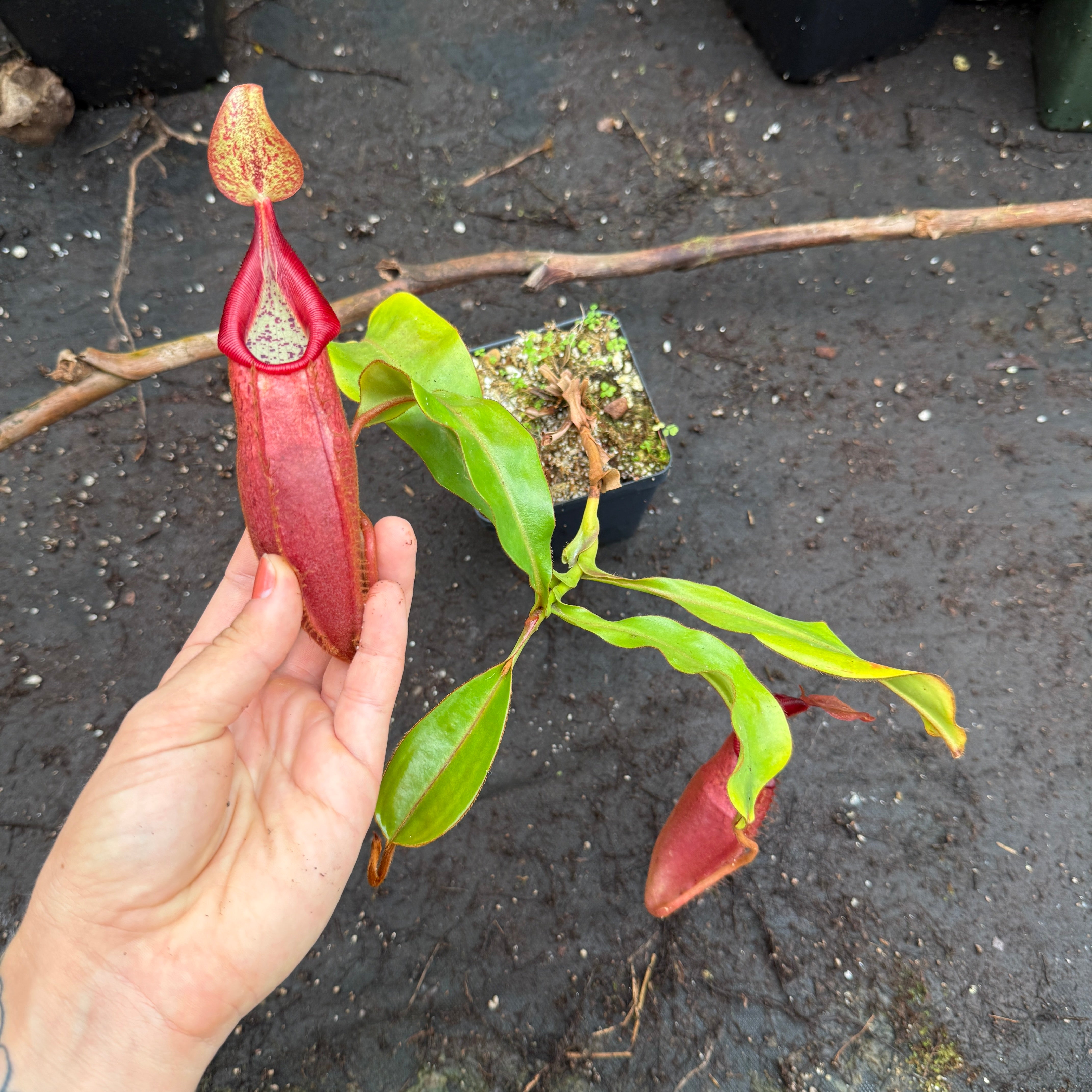 ペンスイユン Nepenthes densiflora x veitchii, BE-4037 – Carnivero