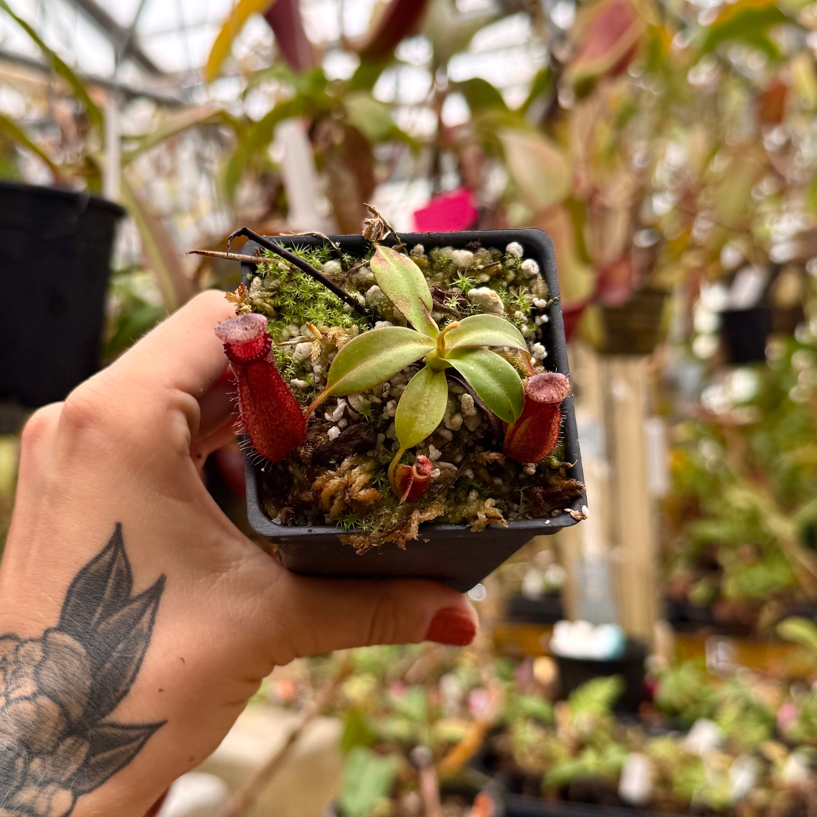 Nepenthes villosa x hamata, BE-4099 – Carnivero