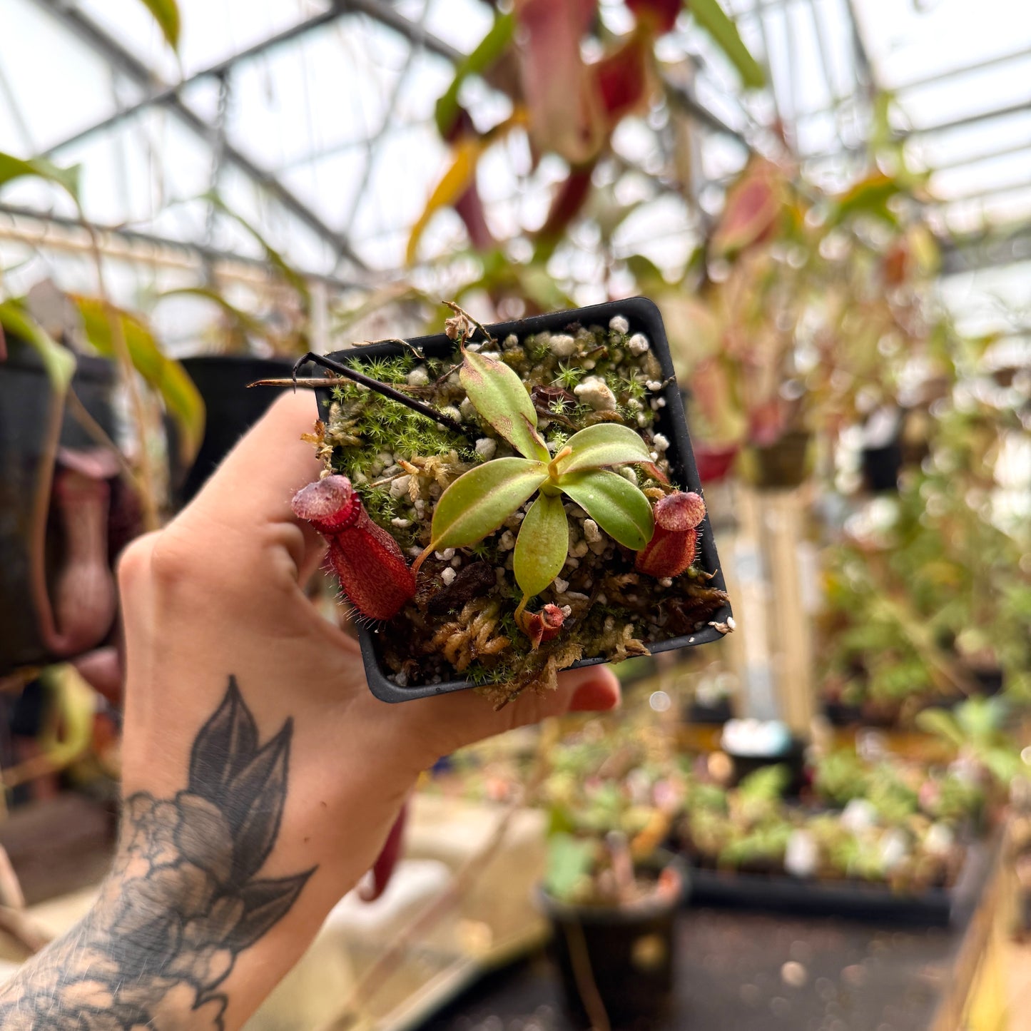 zoomed out top view of small green pitcher plant with red pitchers