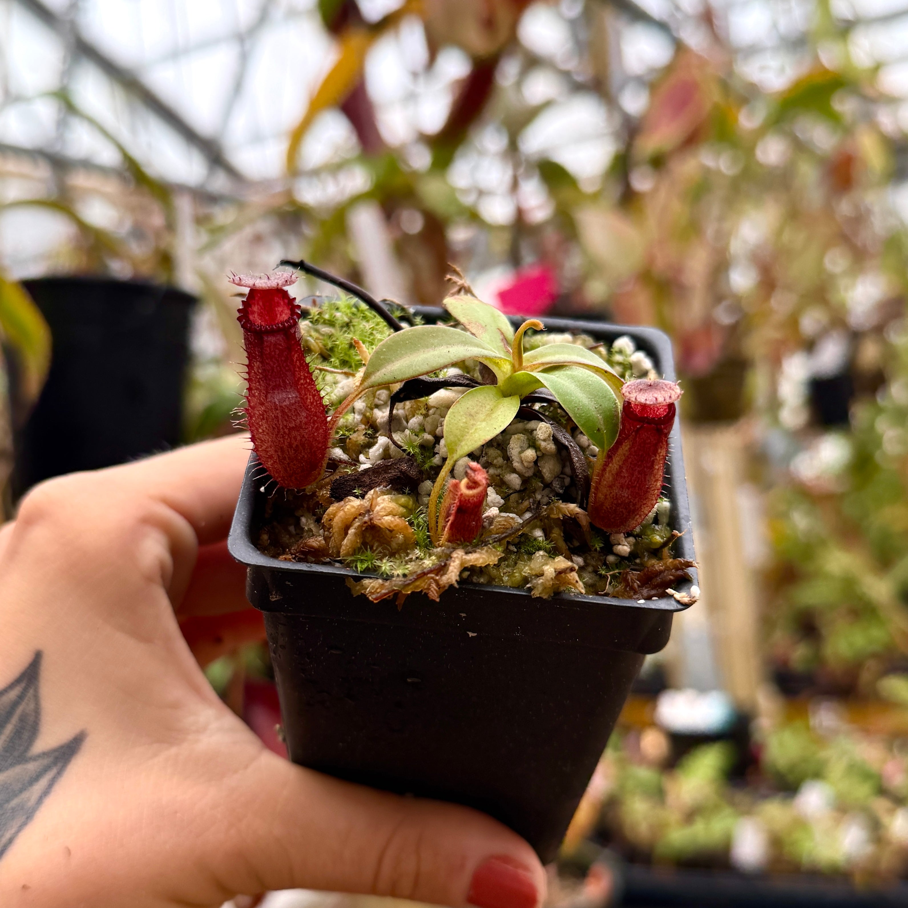 Nepenthes (Pitcher Plants) | Carnivero