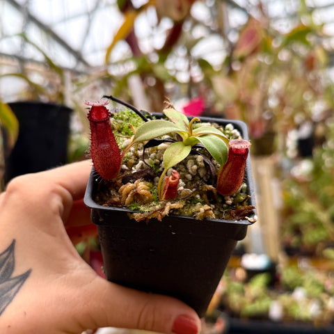 small green pitcher plant with red pitchers form an angle