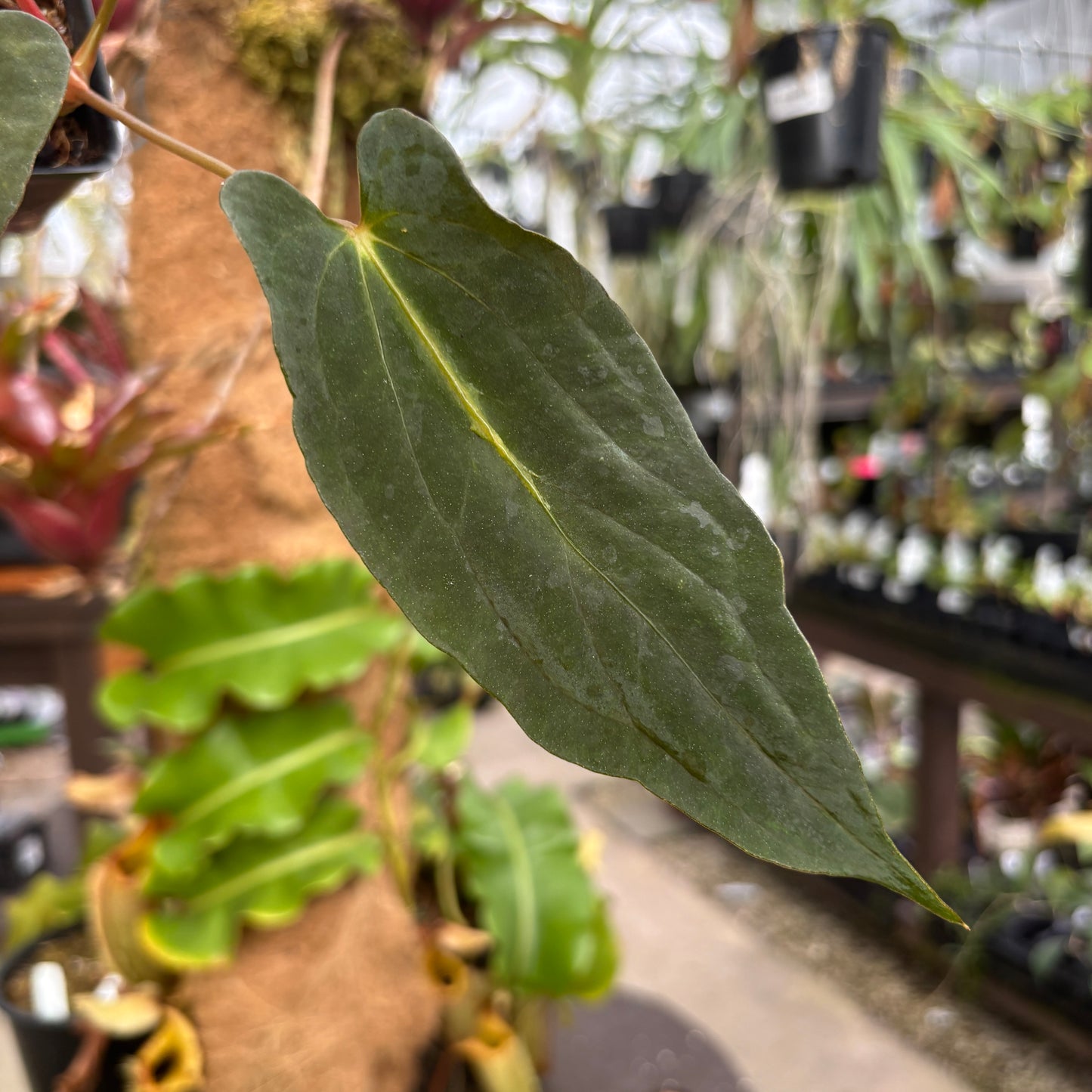 [MDR066] Anthurium papillilaminum "Fort Sherman" x "Ralph Lynam" (JV)