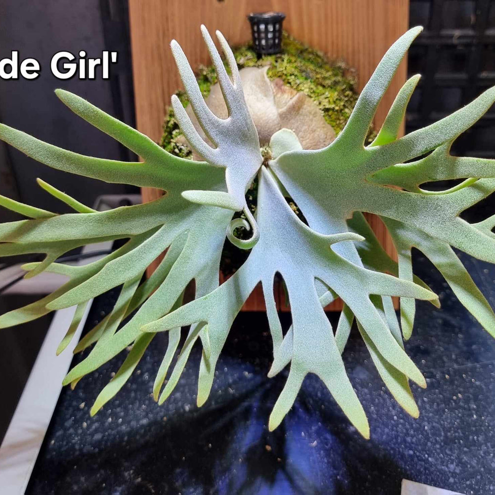 Platycerium willinckii 'Jade Girl' Staghorn Fern