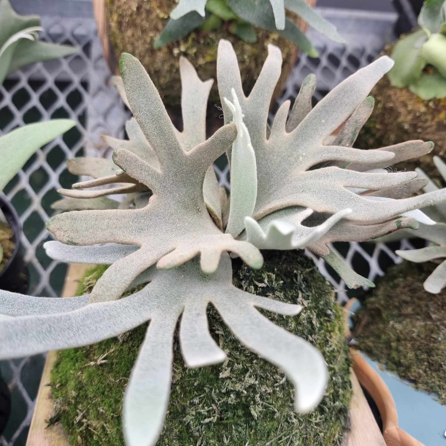 Platycerium willinckii 'Bacteria' Staghorn Fern