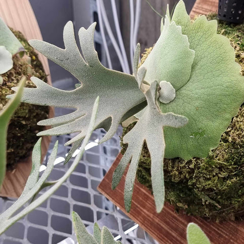 Platycerium willinckii Bacteria staghorn fern with pale silvery lobed fronds.