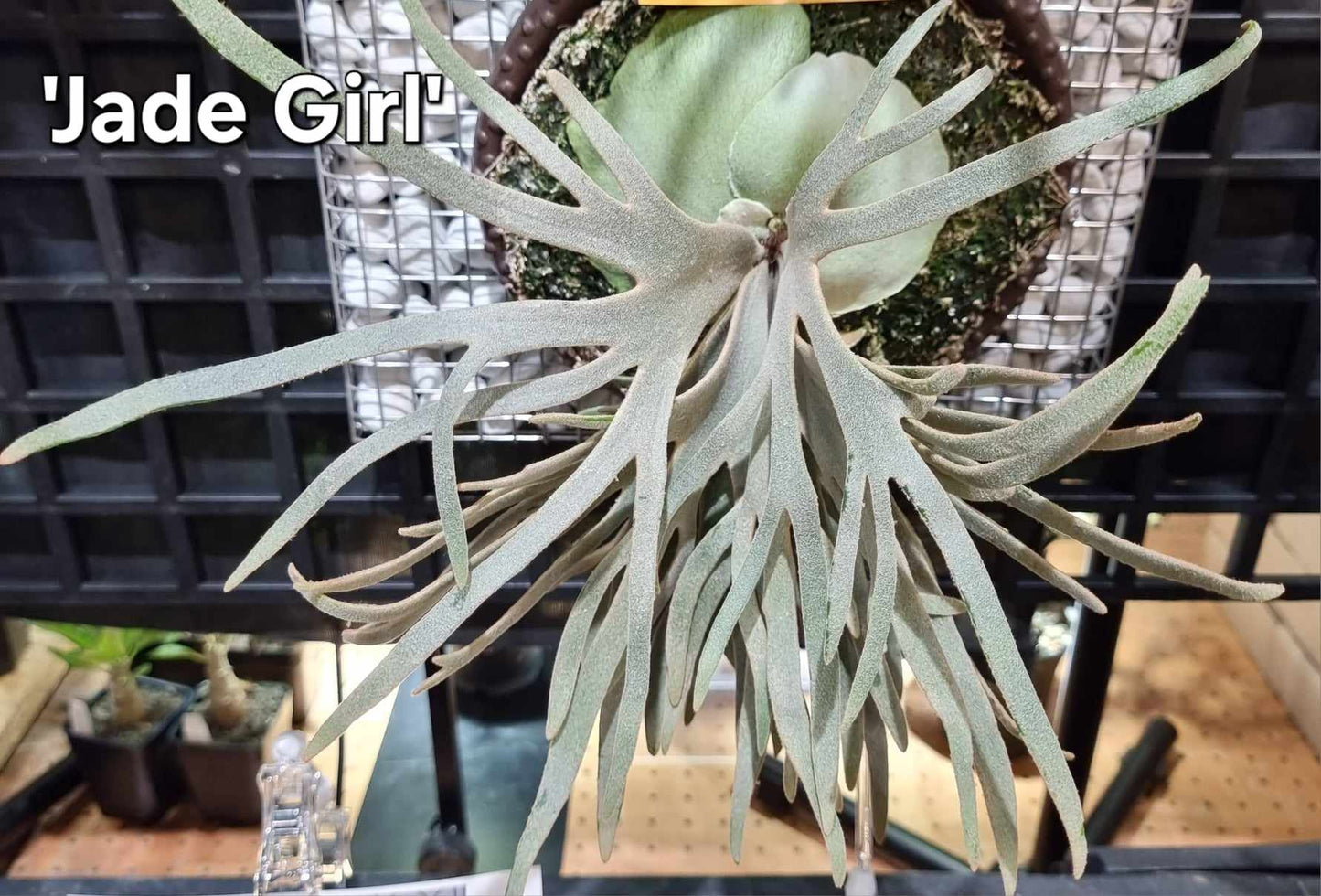 jade fern plant Platycerium willinckii 'Jade Girl' Staghorn Fern – Carnivero