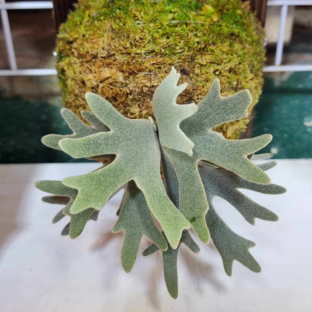 
                      
                        Platycerium willinckii 'Bacteria' Staghorn Fern
                      
                    