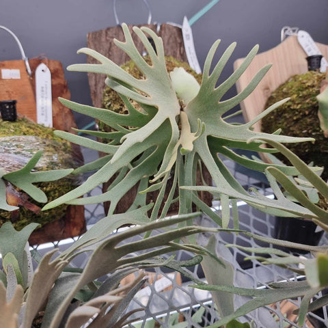 Platycerium willinckii Jade Girl staghorn fern with pale bluish green multi lobed fronds