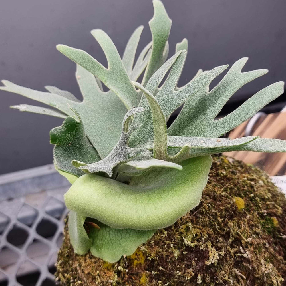 
                      
                        Platycerium willinckii 'Bacteria' Staghorn Fern
                      
                    