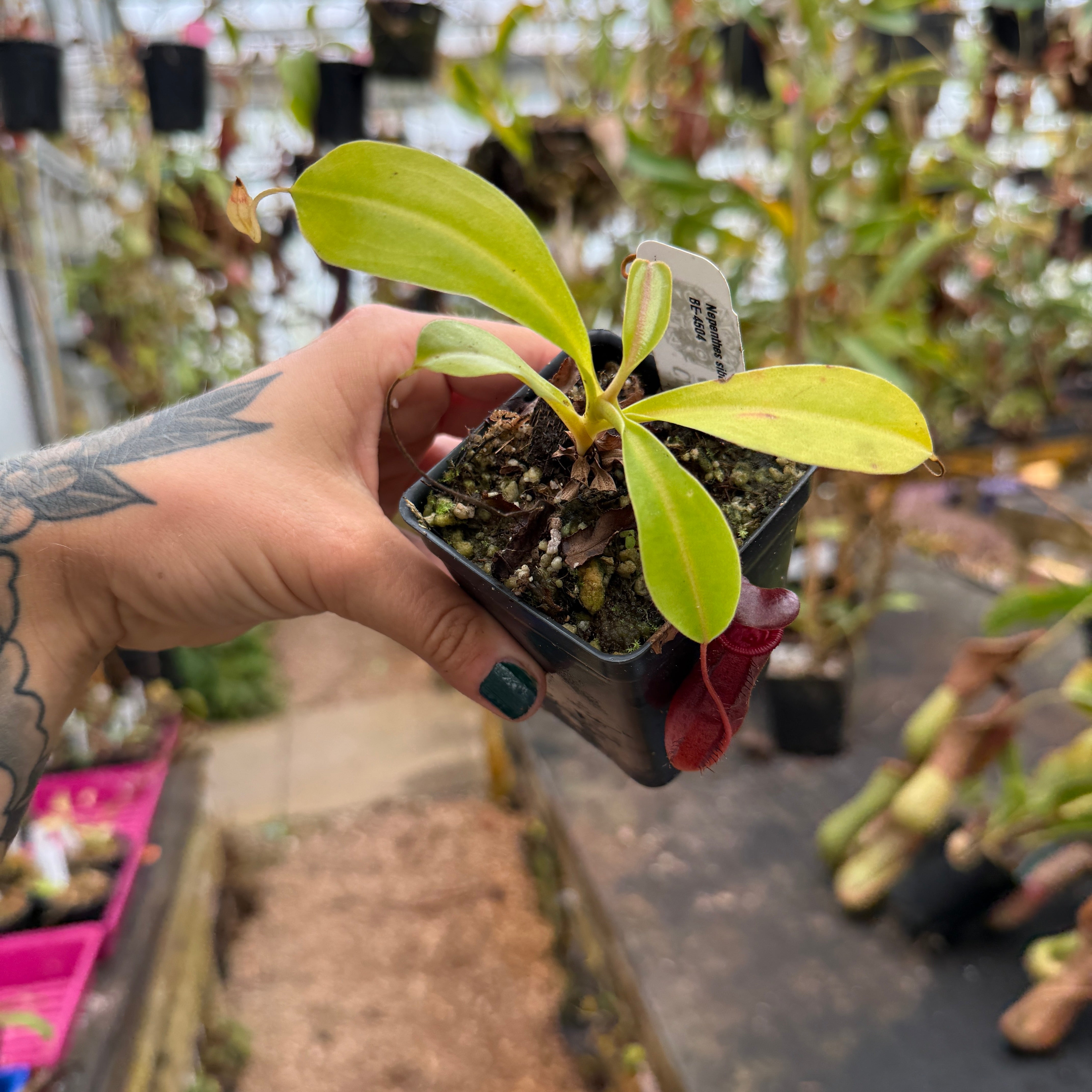 Nepenthes sibuyanensis x lowii, BE-4504 – Carnivero