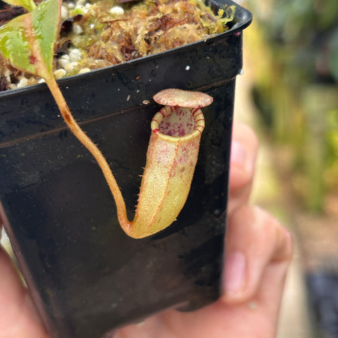 [W231] Nepenthes burbidgeae x (veitchii x lowii)