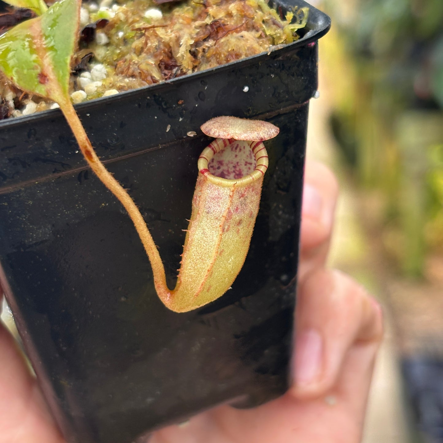 [W231] Nepenthes burbidgeae x (veitchii x lowii)
