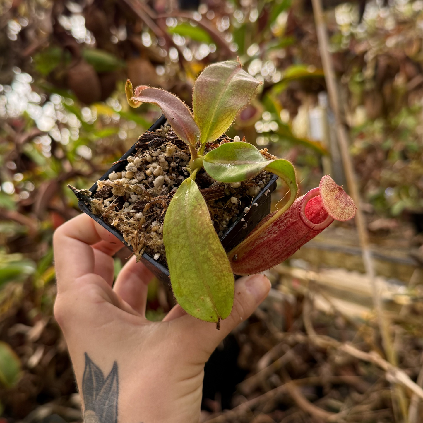 【RAJAS】ピンクゴールドゲルマニウム✕2. Nepenthes rajah x veitchii 'Gold Rush', BE-4603 – Carnivero