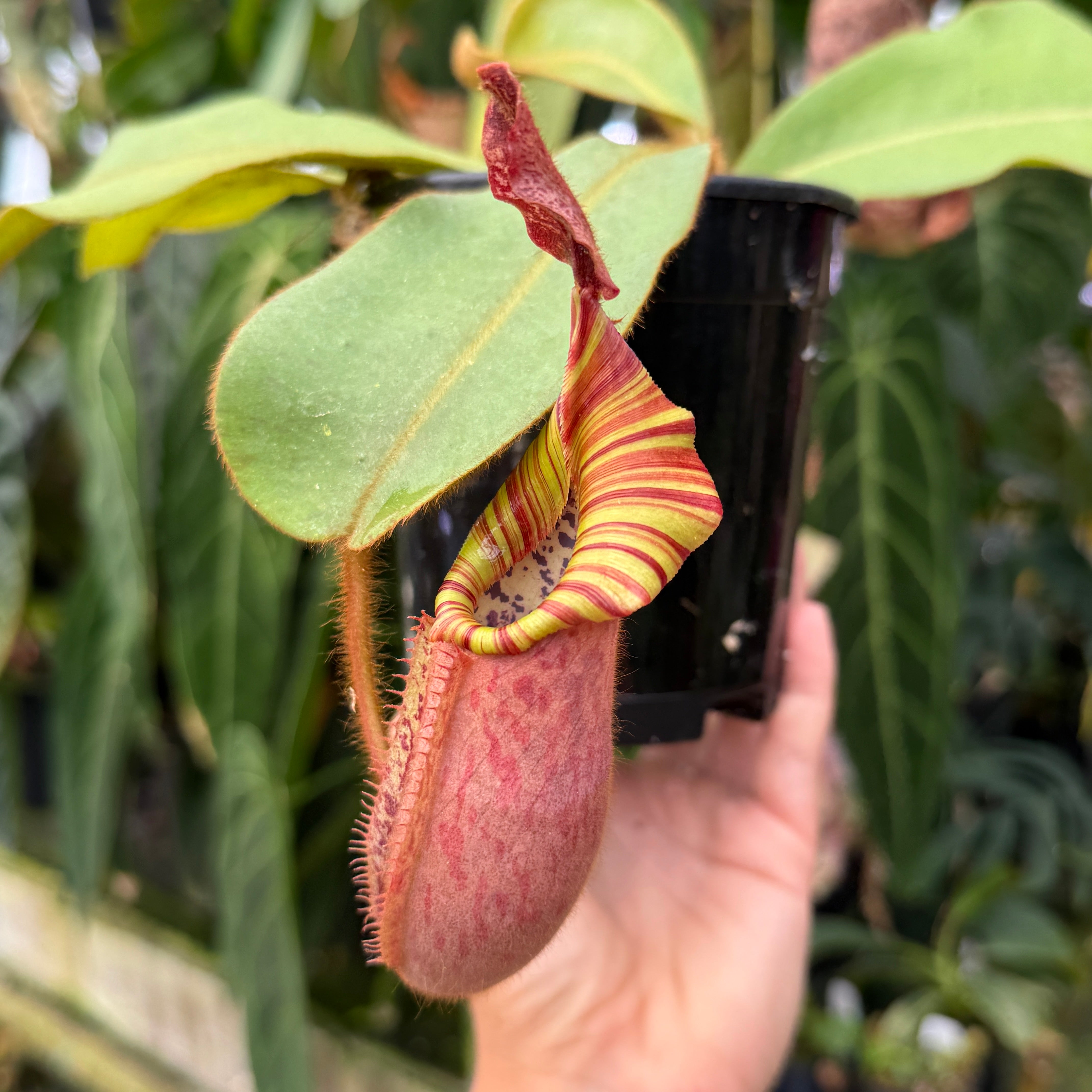 Shop Nepenthes Hybrids (Pitcher Plants) | Carnivero