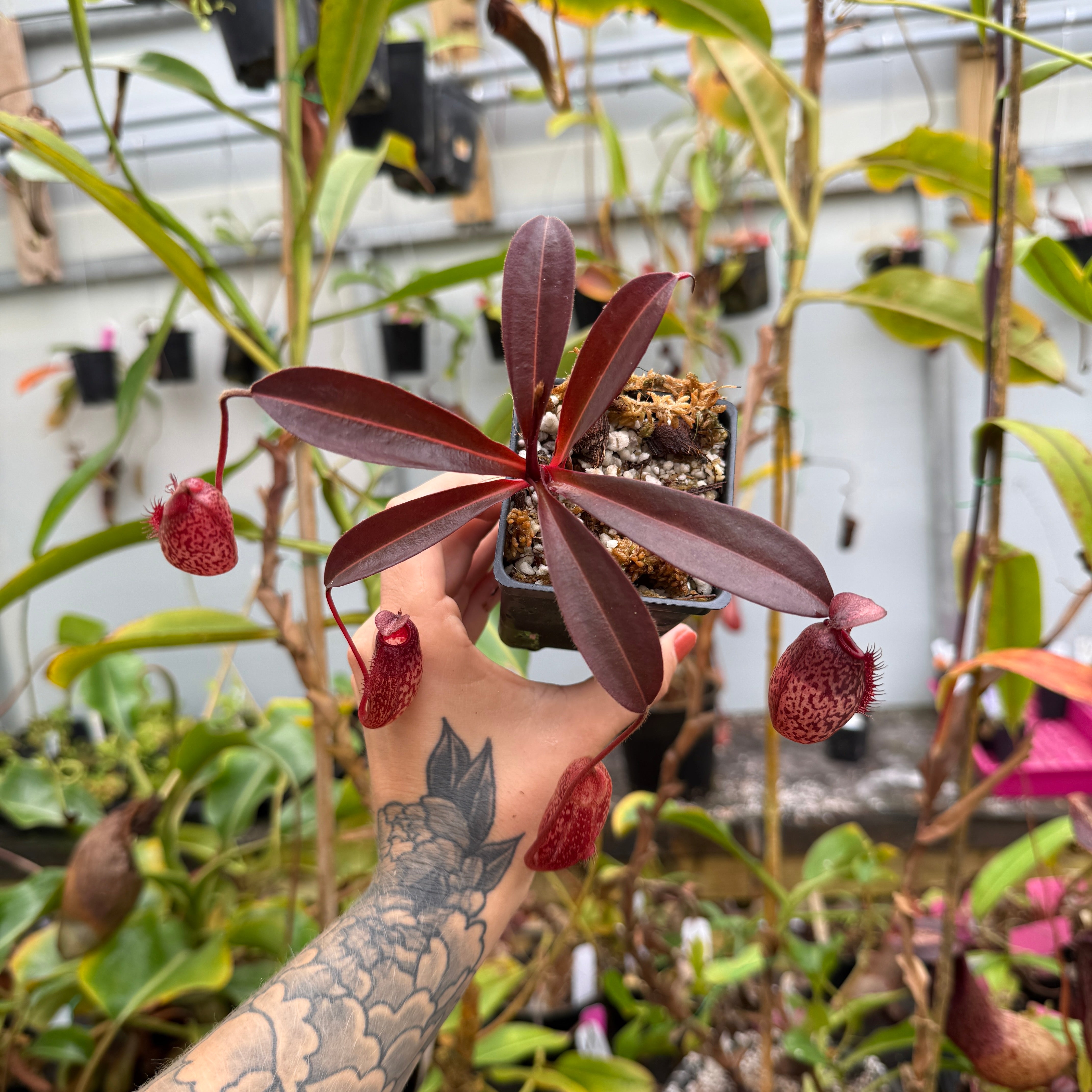 PELLICO ペリーコ Nepenthes peltata x aristolochioides, BE-4633 – Carnivero