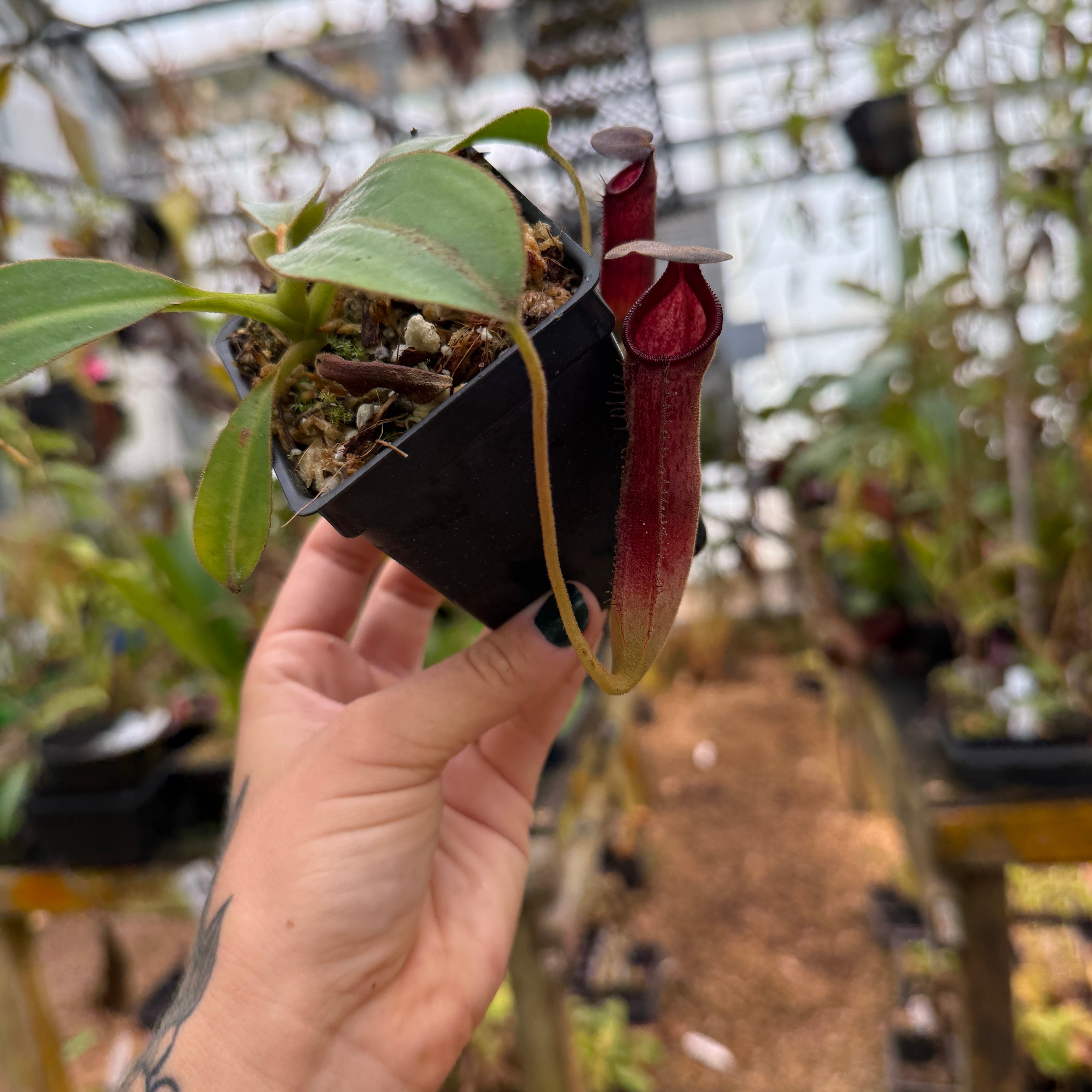 Nepenthes klossii x lowii, BE-4634 – Carnivero
