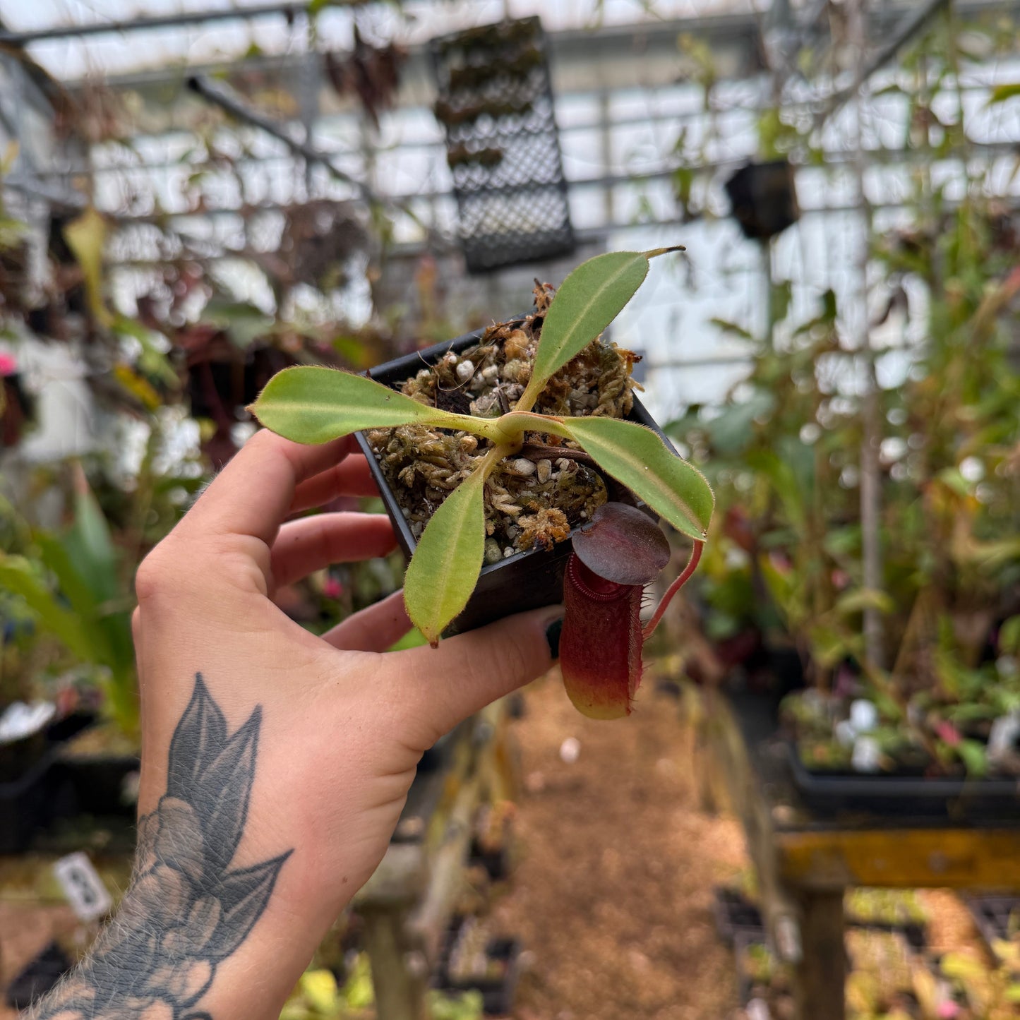 top view of a small nepenthes with red pitchers