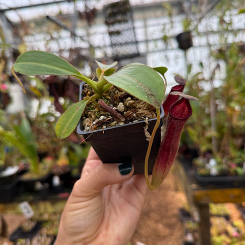close up view of a red pitcher on pitcher plant