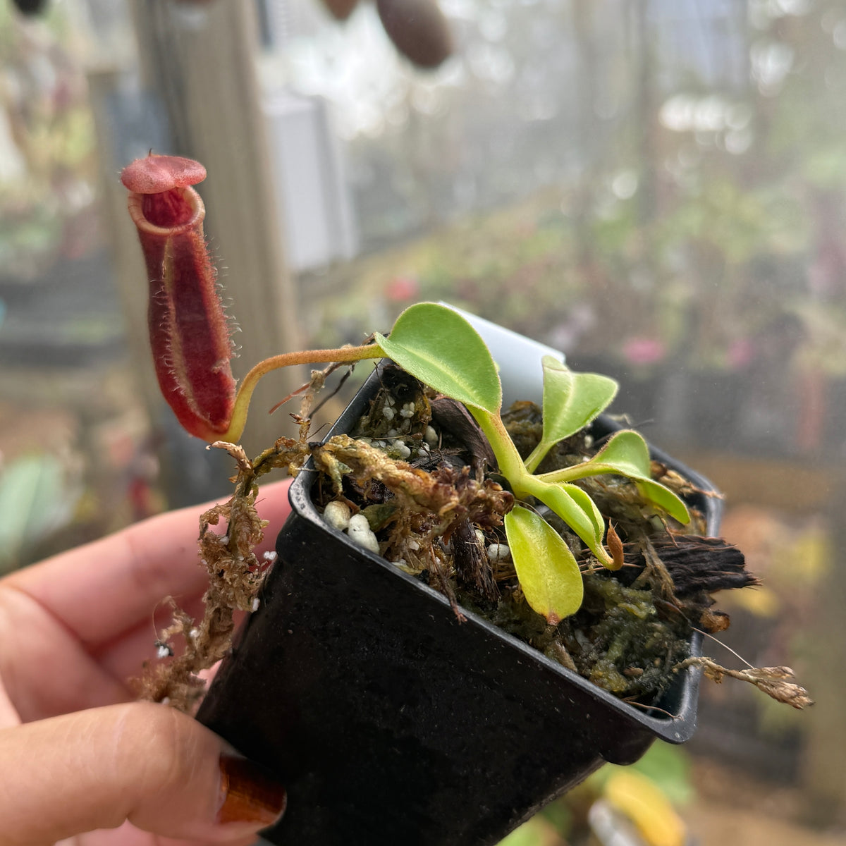 Nepenthes robcantleyi x lowii, BE-4640