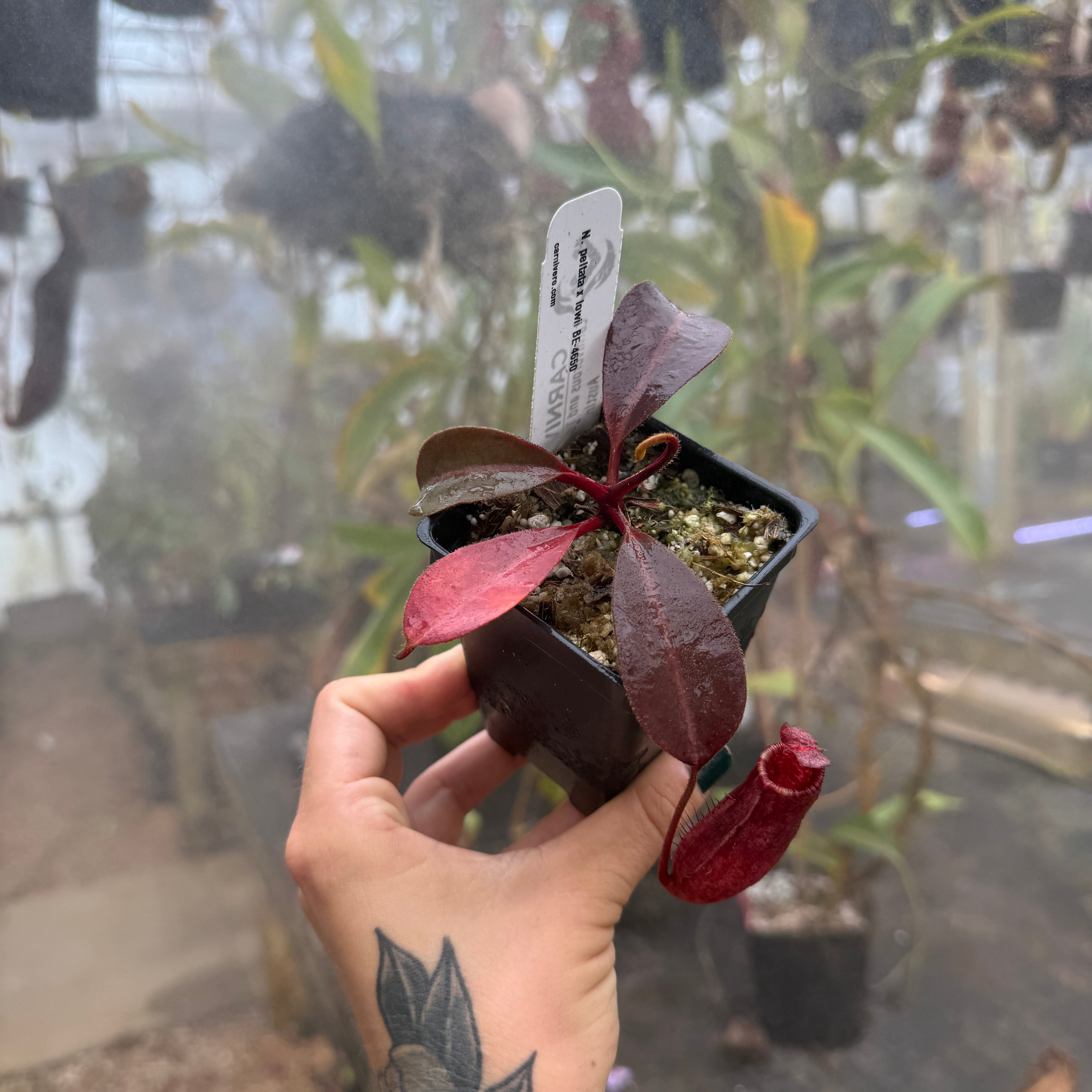 Nepenthes peltata x lowii – Carnivero
