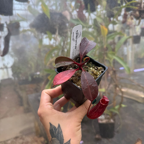 Nepenthes peltata x lowii