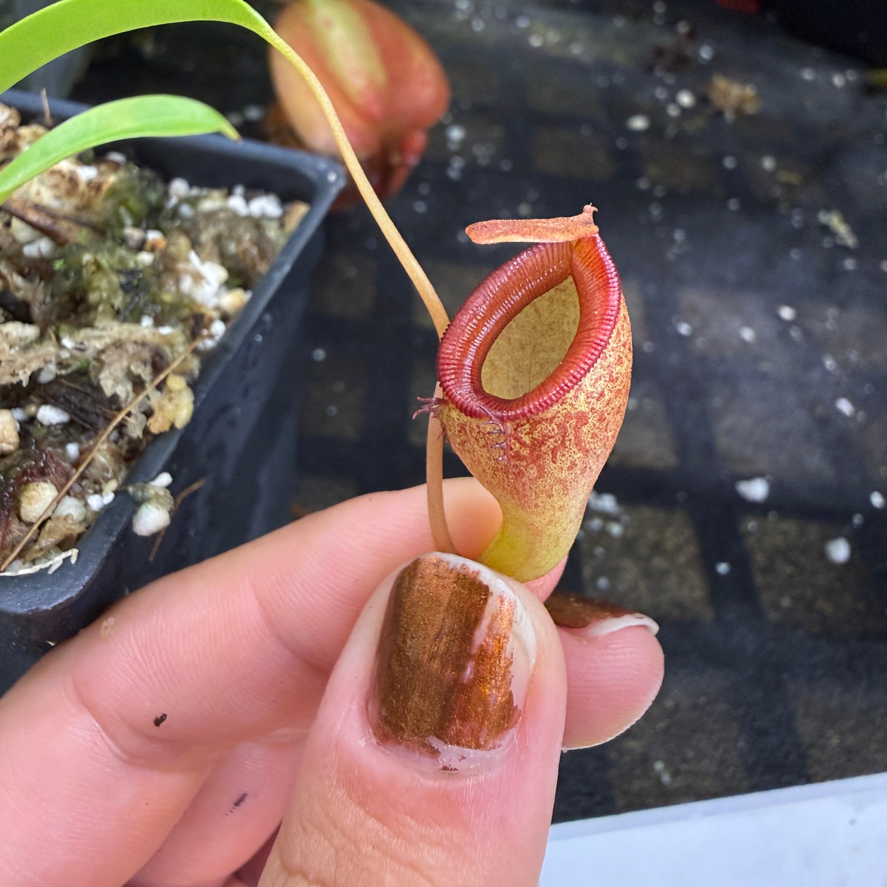 Nepenthes jamban – Carnivero