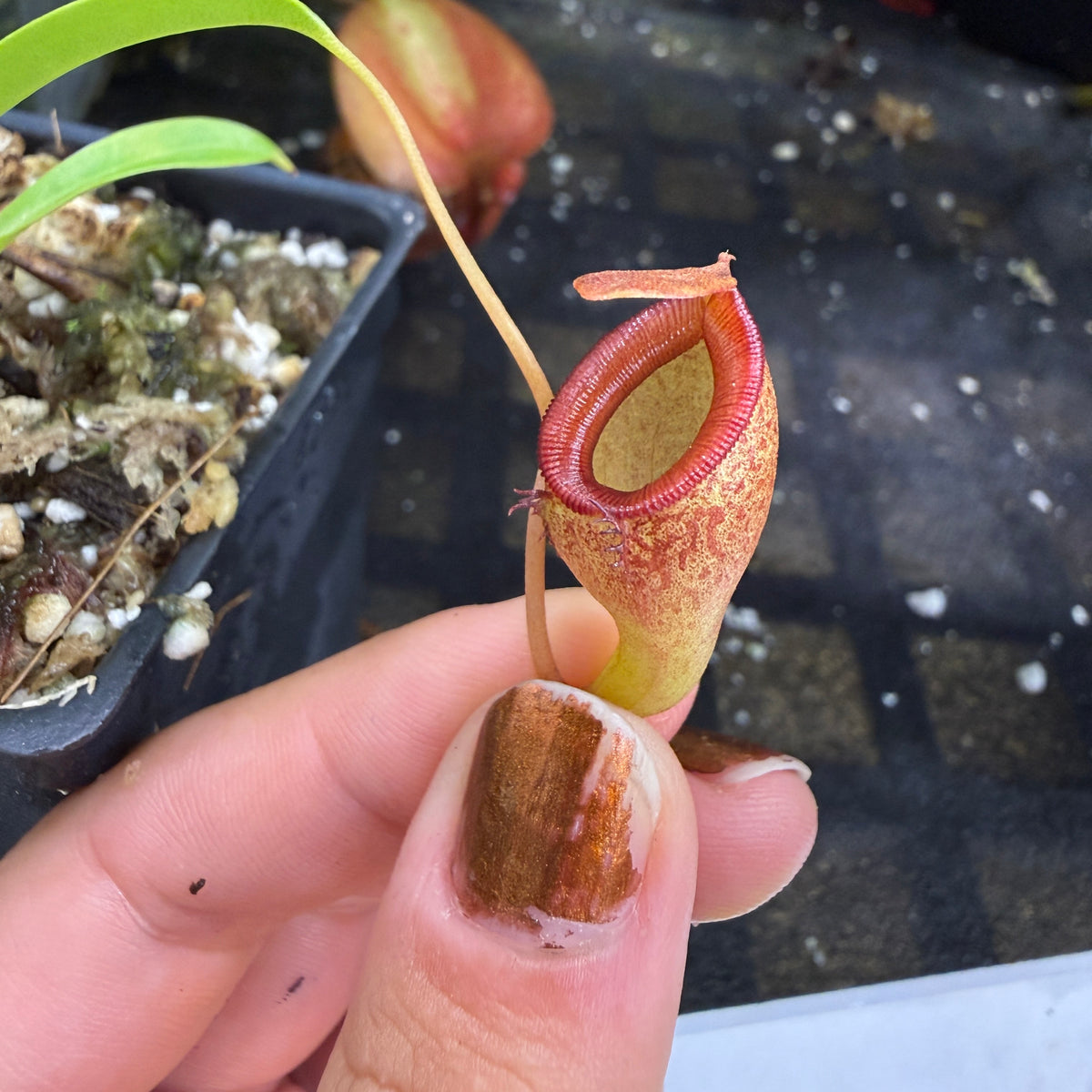Nepenthes jamban
